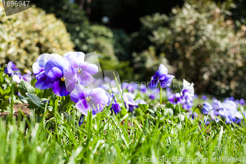 Image of Landscape with Flowers