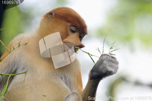 Image of Proboscis monkey