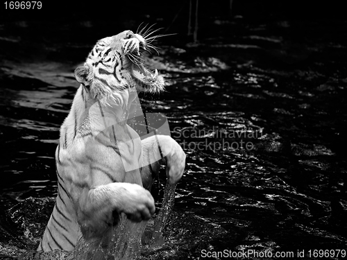 Image of White tiger