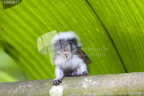 Image of cotton-top tamarin