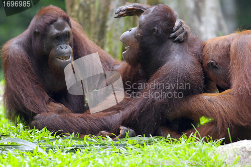 Image of Borneo Orangutan