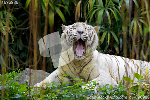 Image of White tiger