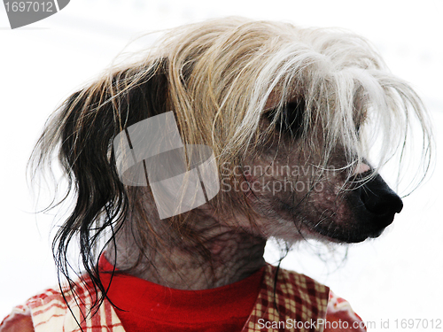 Image of funny little dog dressed in shirt