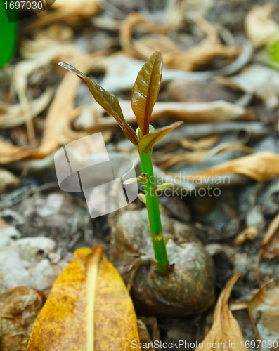 Image of Coconut sprout.