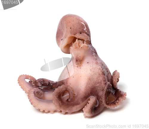 Image of Small octopus on white background 