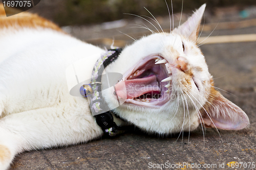 Image of Cat yawning, close-up shot.