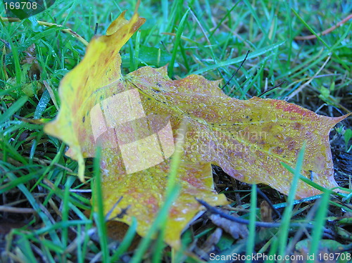 Image of Autumn leaf