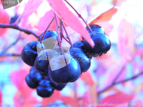 Image of Poison berries
