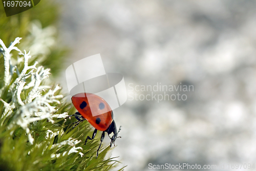 Image of Seven Spotted Ladybug (Coccinella septempunctata)