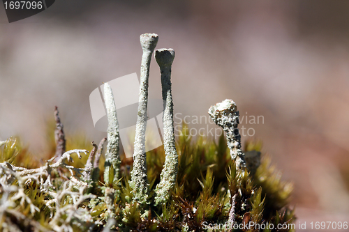 Image of Cladonia Cup Lichen