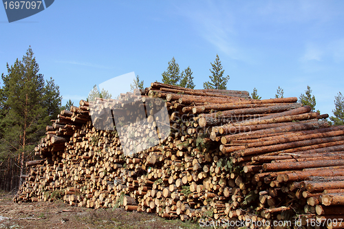 Image of Stack of wooden logs in pine forest