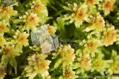 Image of Plant background of Sphagnum moss