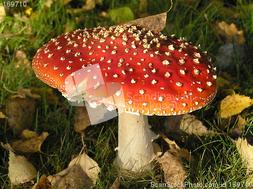 Image of Poison mushroom