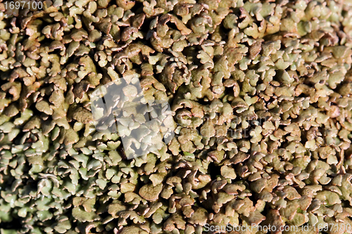 Image of Plant texture of Cladonia strepsilis lichen