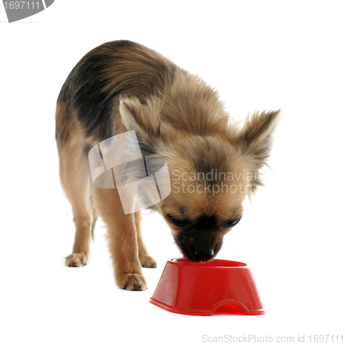 Image of puppy chihuahua and food bowl
