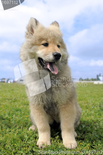 Image of eurasier puppy