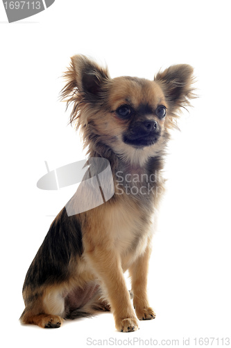 Image of puppy chihuahua