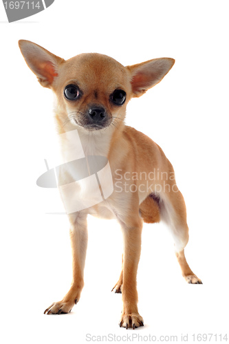 Image of short hair chihuahua