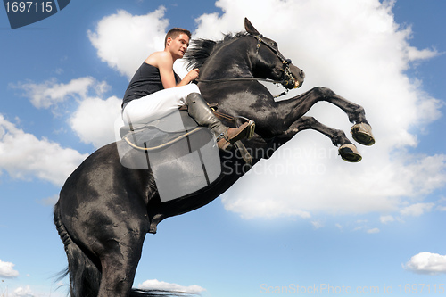 Image of rearing horse