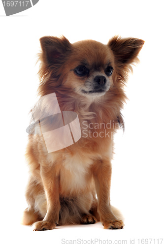 Image of chihuahua