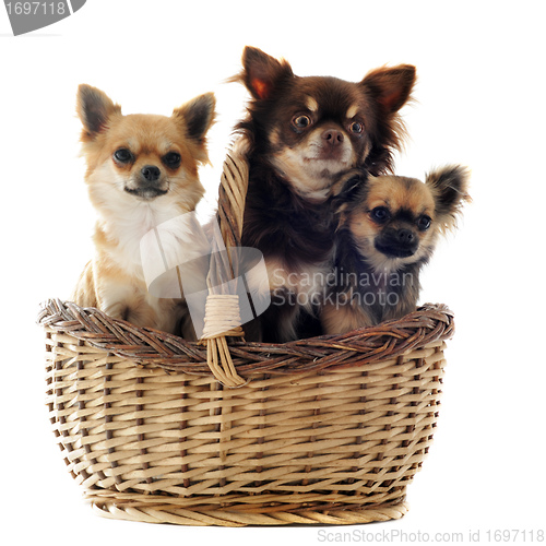 Image of three chihuahua in a basket