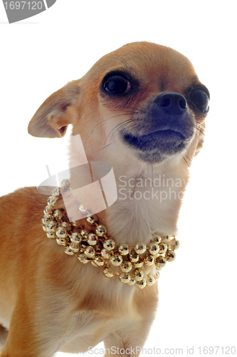 Image of chihuahua with gold collar