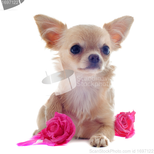 Image of puppy chihuahua and flower