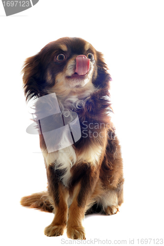 Image of hungry chihuahua