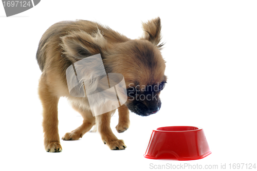 Image of puppy chihuahua and food bowl