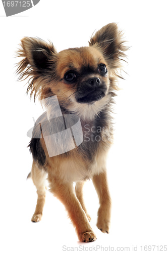 Image of puppy chihuahua