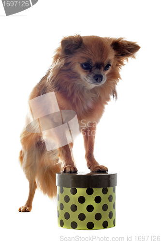 Image of chihuahua and box