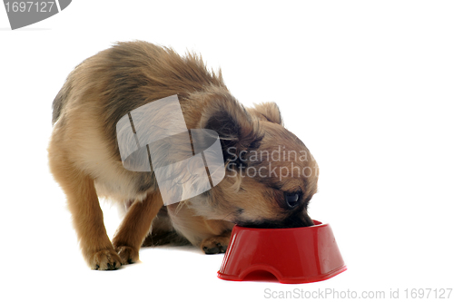 Image of puppy chihuahua and food bowl