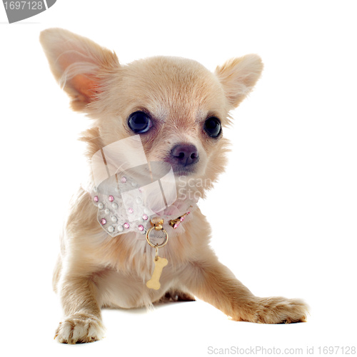 Image of puppy chihuahua