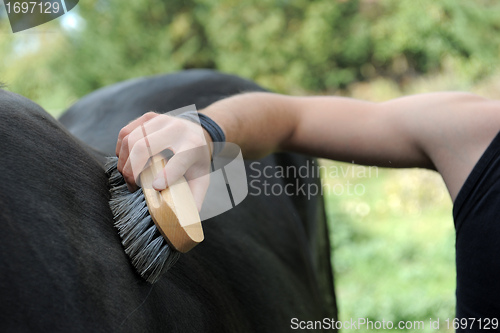 Image of brushing an horse