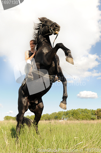 Image of rearing horse