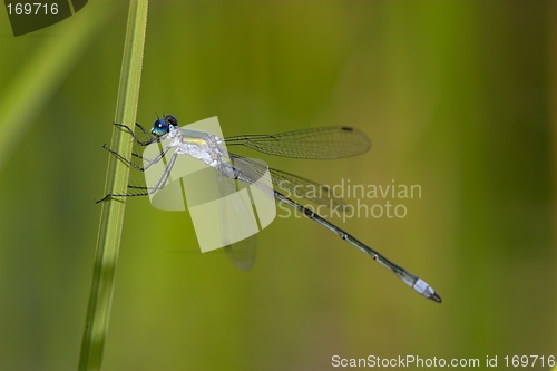 Image of Closeup of a dragonfly