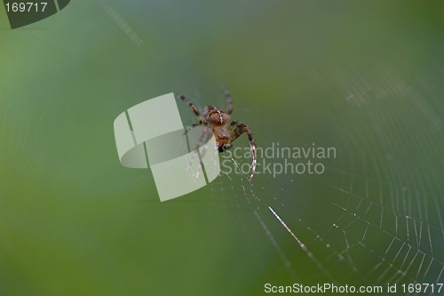 Image of Closeup of a cross spider