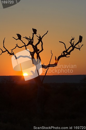 Image of Sunset in Kruger Park