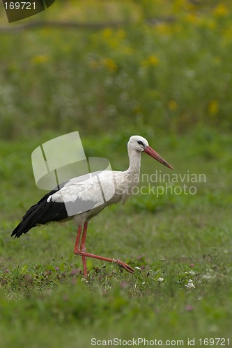 Image of White stork