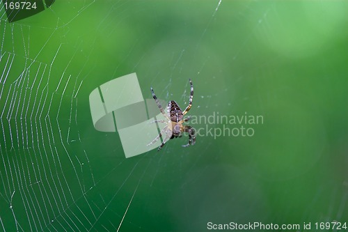 Image of Cross spider