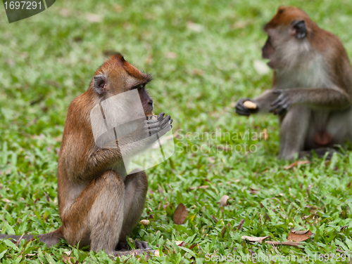 Image of macaque monkey