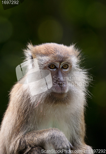 Image of macaque monkey