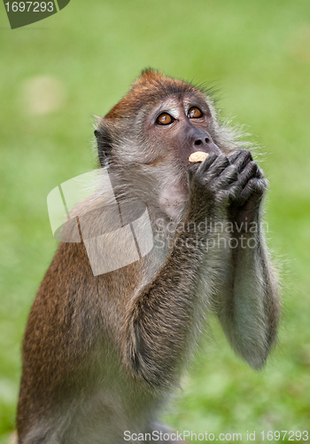 Image of macaque monkey