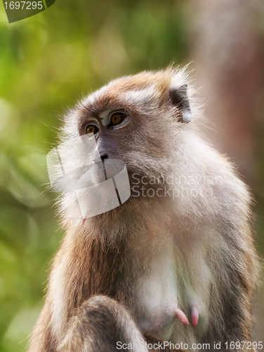 Image of macaque monkey