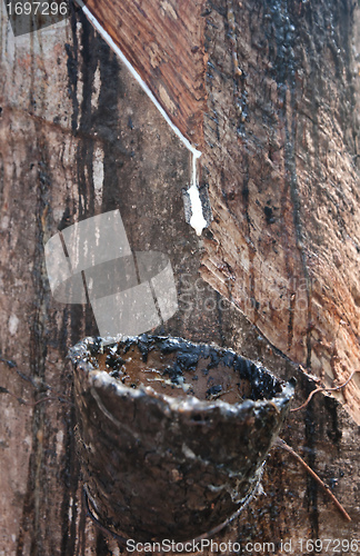 Image of bowl collecting from rubber trees