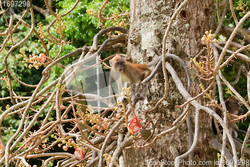 Image of macaque monkey