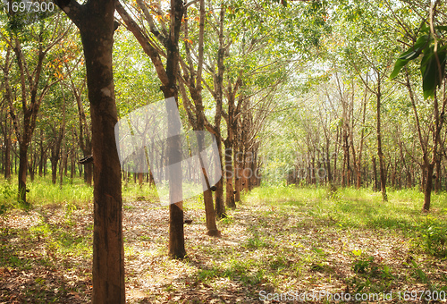 Image of rubber tree plantation