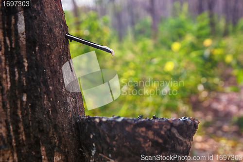 Image of bowl collecting from rubber trees