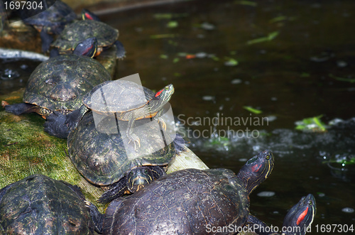 Image of tortoises on waters edge