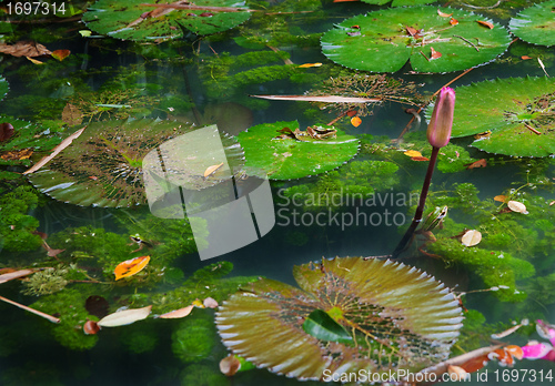Image of lilypads in pond